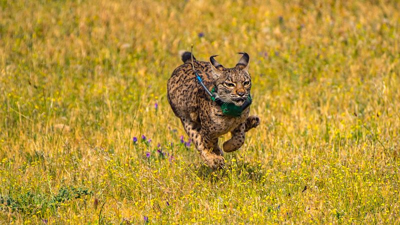 El lince ibérico es una especie en peligro de extinción y sólo existente en la península ibérica