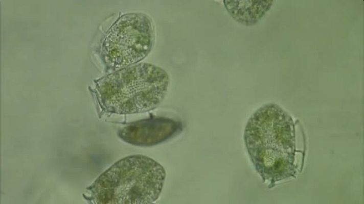 Lab24 - Un siglo dedicado al Océano / La fuente de los prodigios