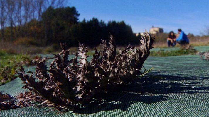 Aquí la Tierra - Eguzkilore: la flor del sol