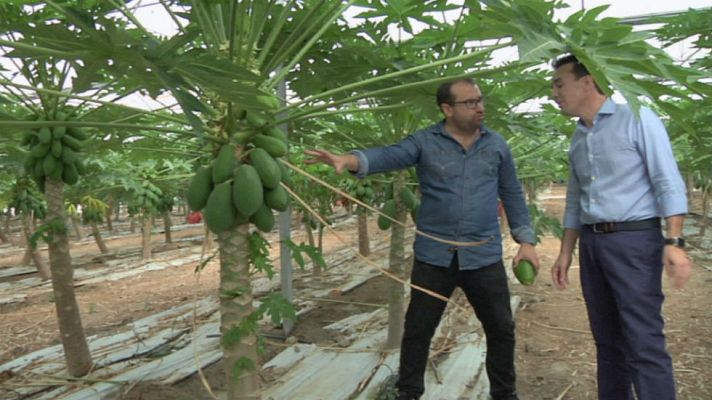Aquí la Tierra - Papayo, el árbol de la salud