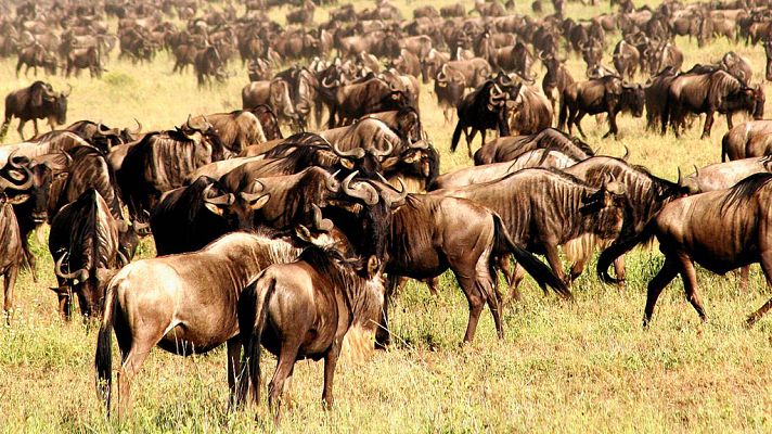 Grandes documentales - La mayor migracion animal del mundo