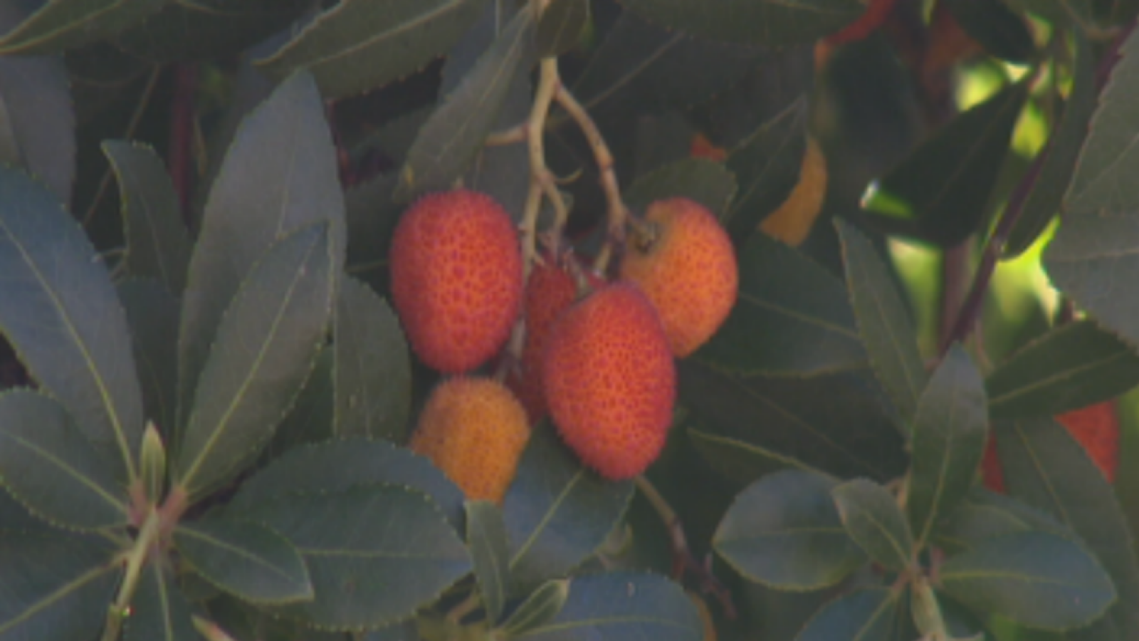 Madroño... un arbusto bien listo