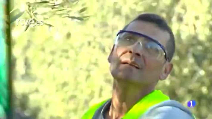  - La recogida de la aceituna: un trabajo cada vez menos accesible a las mujeres