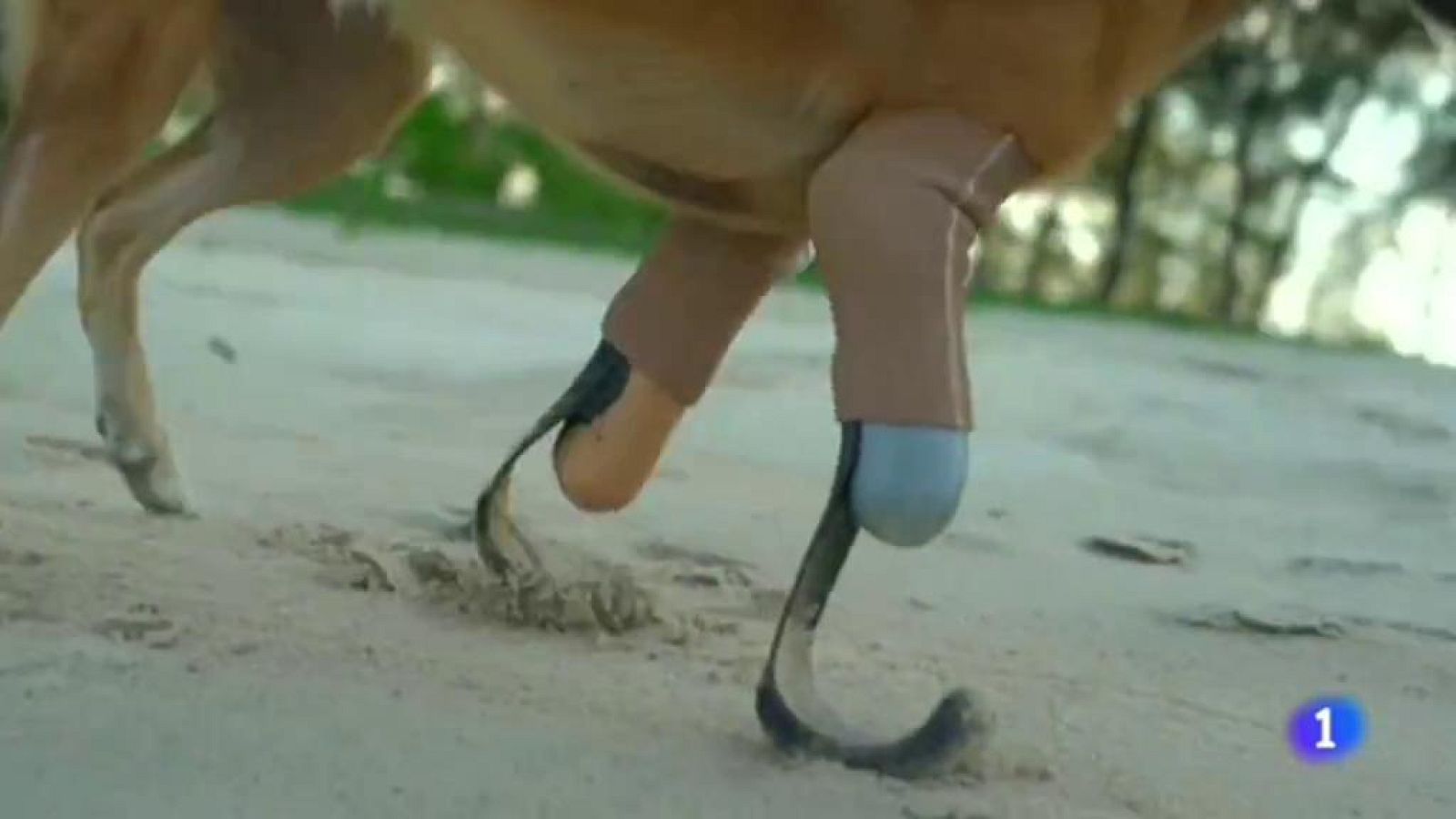 La conmovedora historia de Cola