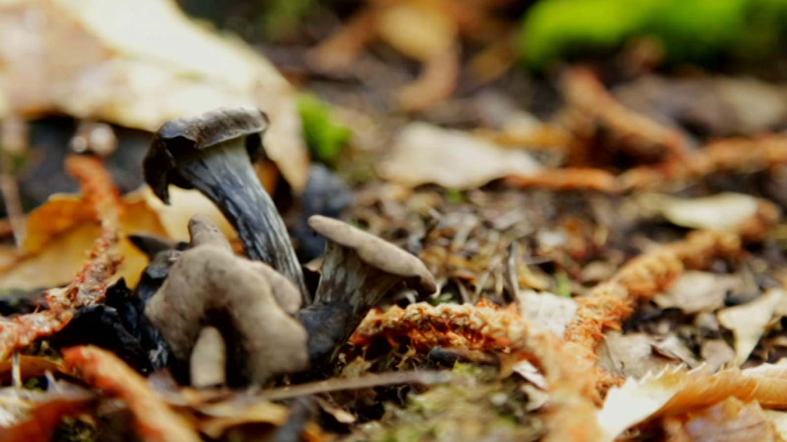 El señor de los bosques - Sergio Peris-Mencheta - Ver ahora