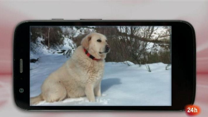 Parlamento - Seres sintientes