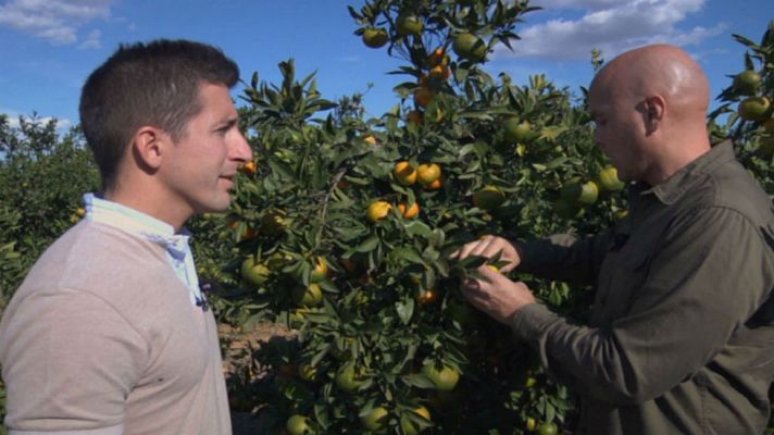Aquí la Tierra - ¿Cómo es una mandarina perfecta?