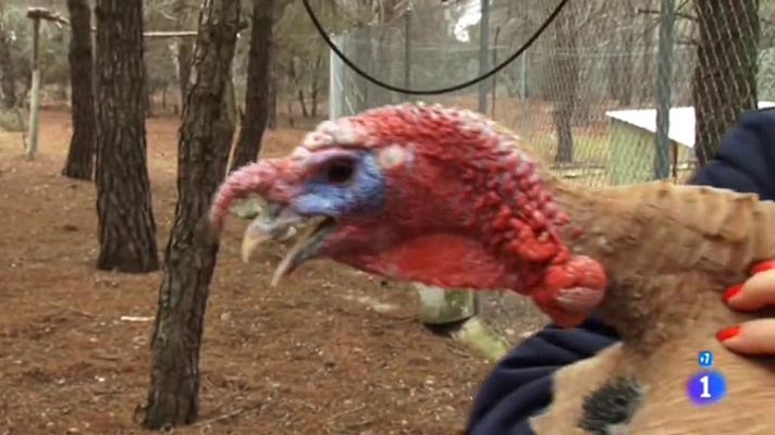 Comando Actualidad - Tiempo de gastar - Cada vez más pavos