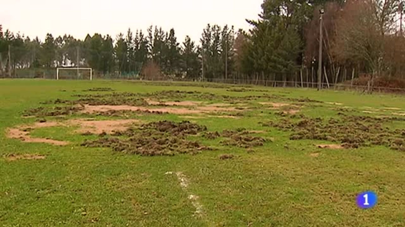 El Cazás gallego, sin césped por culpa de los jabalíes | Ver