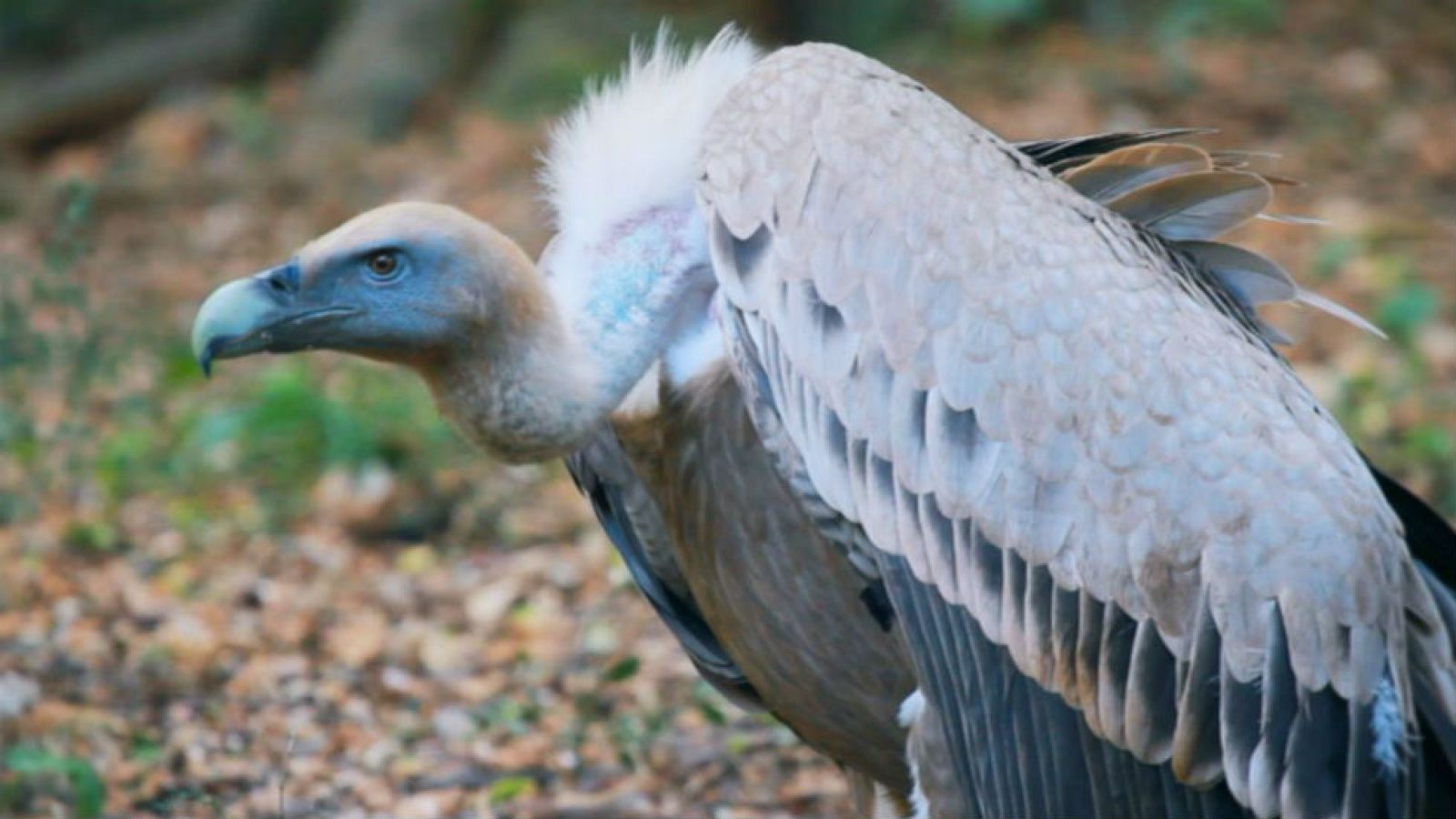 Luismi y el buitre negro de Mallorca