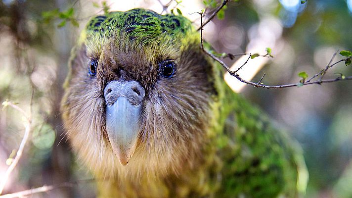 Grandes documentales - Nueva Zelanda salvaje: A la deriva