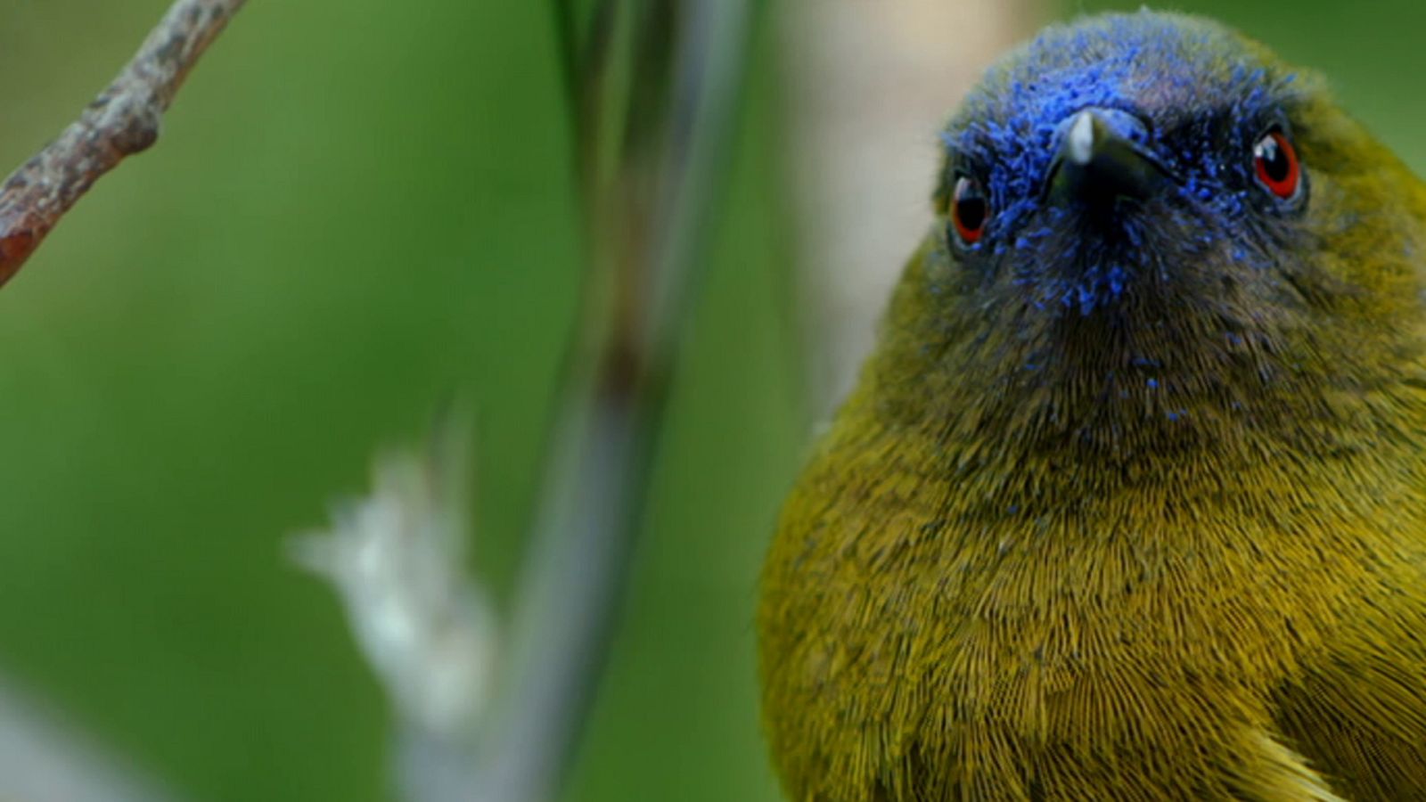 Grandes documentales - Nueva Zelanda salvaje: Extremos salvajes - ver ahora