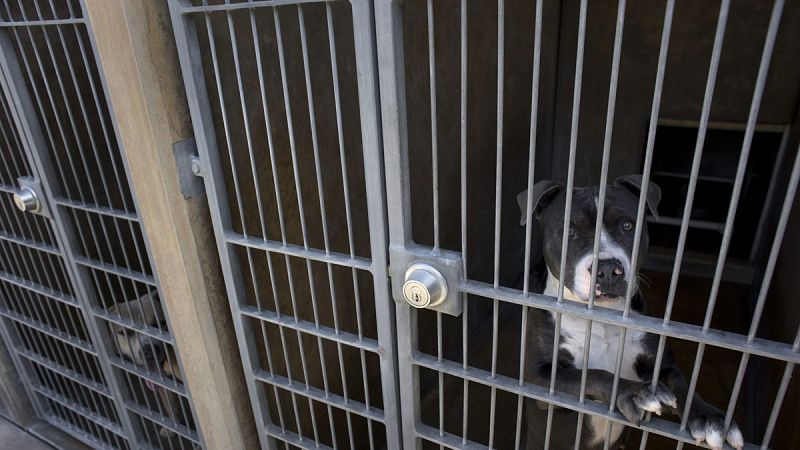 Normativa en España para las razas de perro peligrosas | Ver