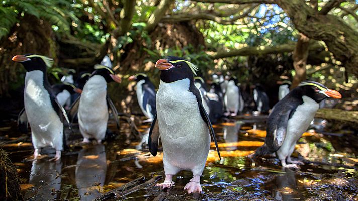 Grandes documentales - Nueva Zelanda salvaje: Recién llegados