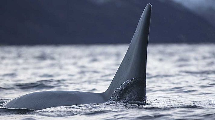 Grandes documentales - La guerra de las ballenas: las orcas atacan