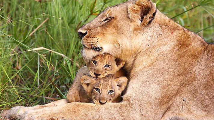 Grandes documentales - Superprogenitores del reino animal: Hacen falta dos