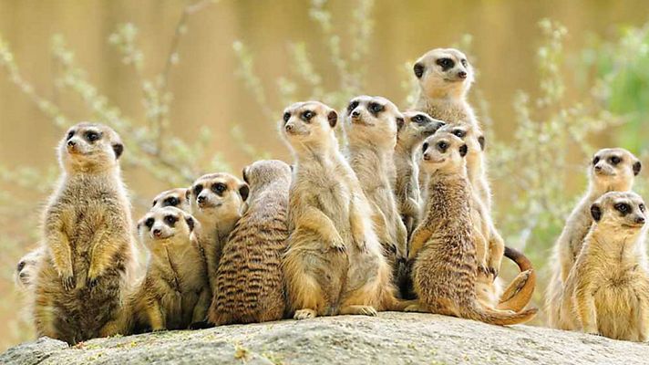 Grandes documentales - Superprogenitores del reino animal: Echando una mano