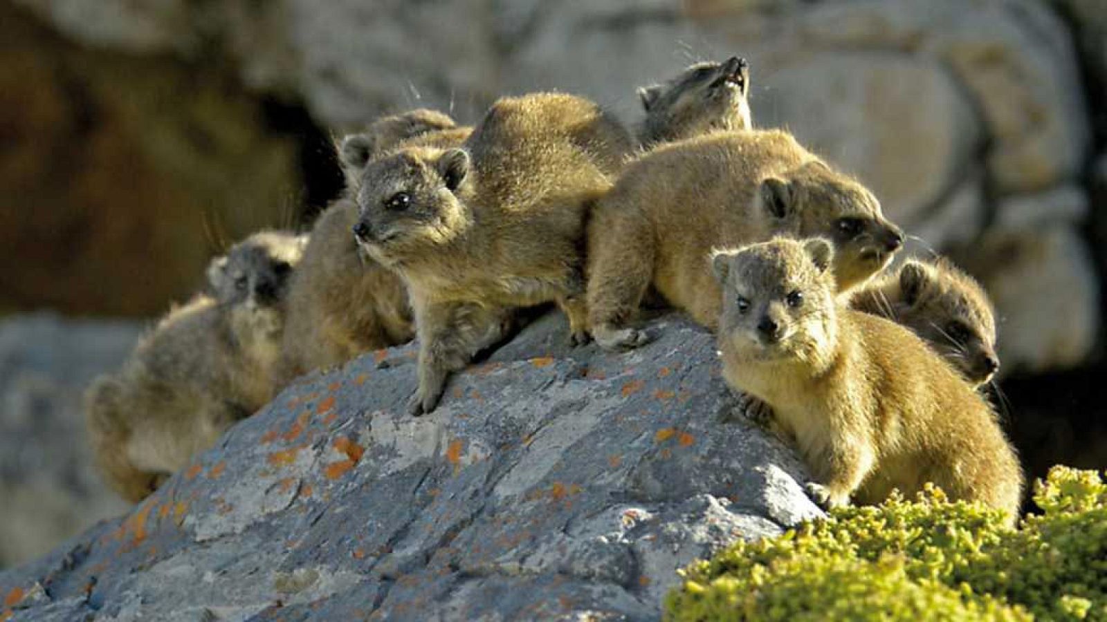 Grandes documentales - El damán roquero: Un auténtico superviviente - ver ahora