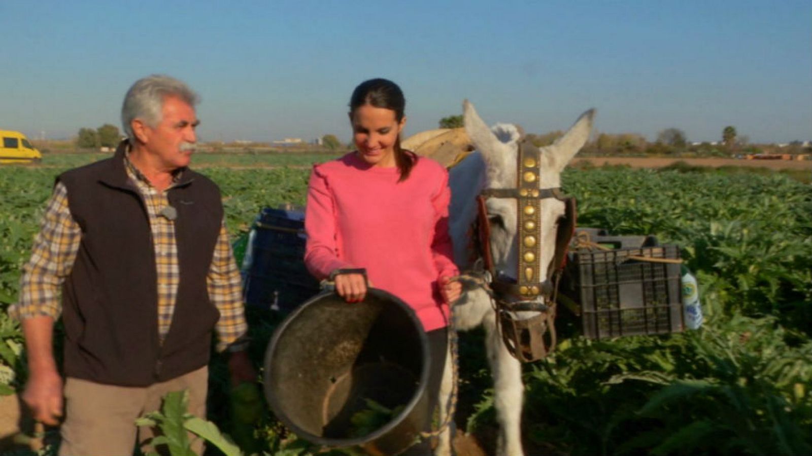 Las alcachofas de "Favorita"