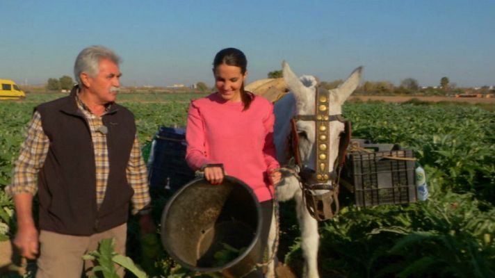 Aquí la Tierra - Las alcachofas de "Favorita"