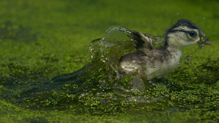 Grandes documentales - Animales de altura: Desafiar la gravedad