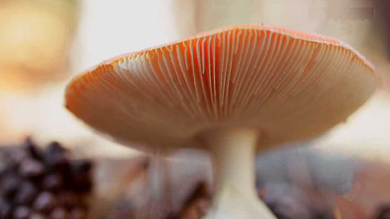 El señor de los bosques - Ouka Leele - Ver ahora