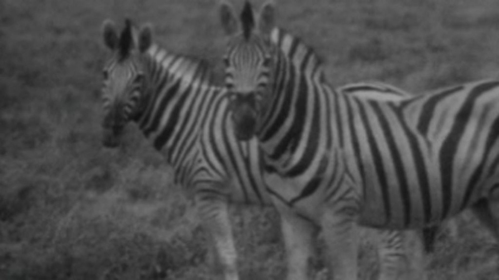 El planeta azul - Las cebras