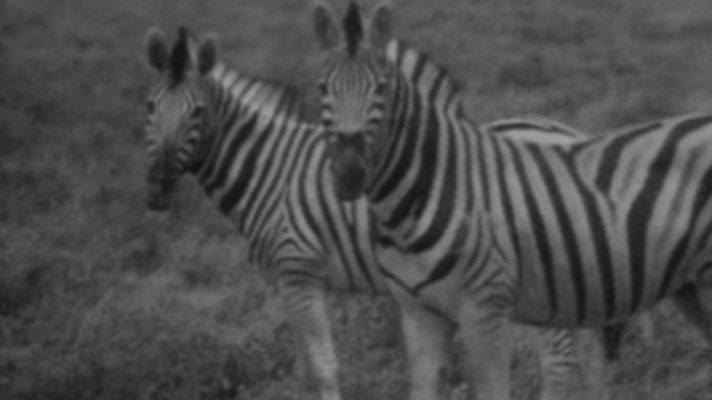 El planeta azul - Las cebras