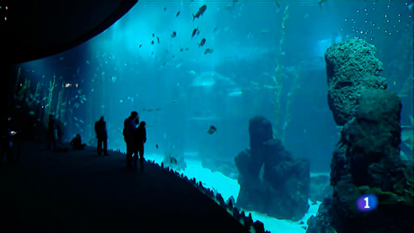 "Poema del Mar": Especies únicas para un acuario de estreno en Gran Canaria