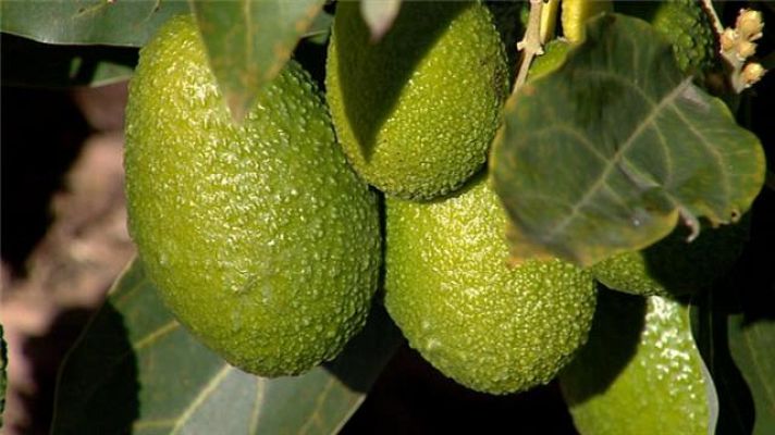 Telecanarias - Telecanarias - 10/01/2018