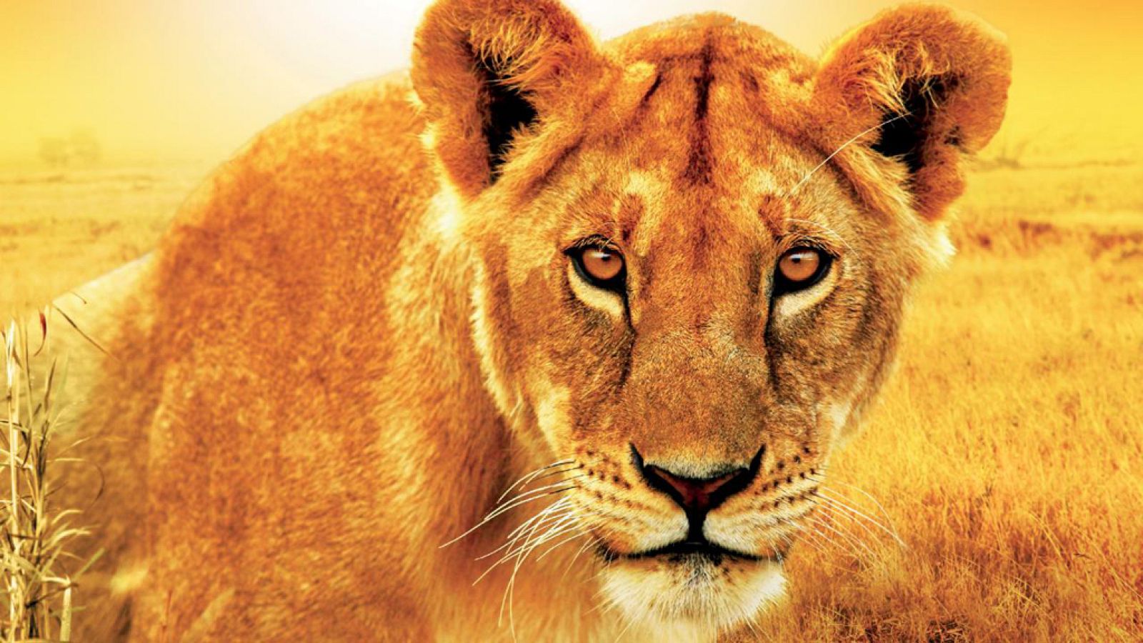 Grandes documentales - Leonas. Un combate de reinas - ver ahora