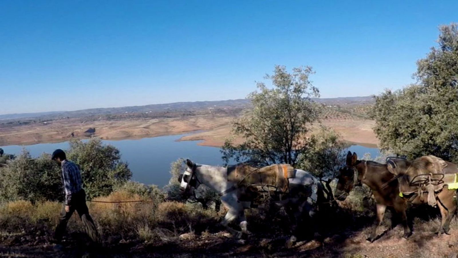 La recogida de la aceituna en escarpados olivares