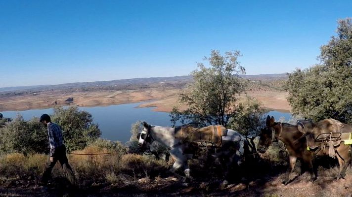 Aquí la Tierra - La recogida de la aceituna en escarpados olivares