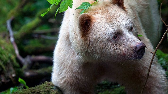 Grandes documentales - Canadá salvaje: La frontera eterna