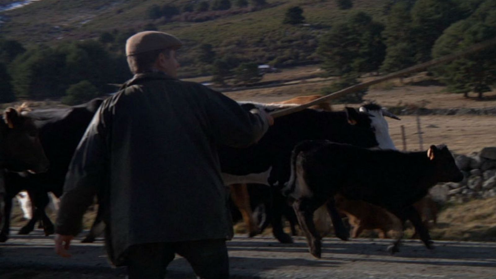 La trashumancia en el siglo XXI