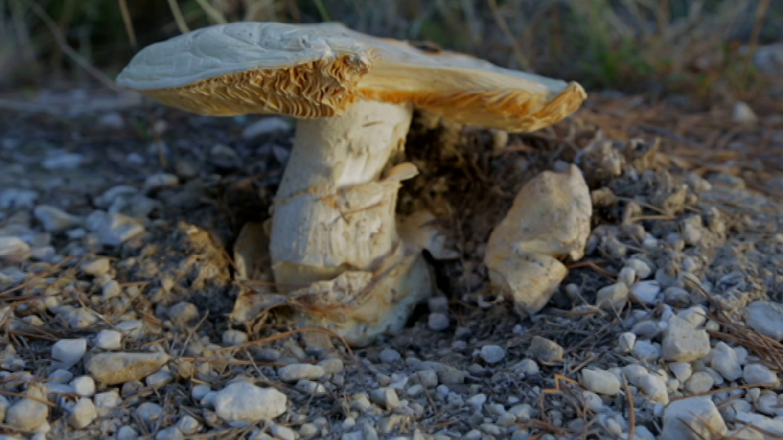 El señor de los bosques - Esther Arroyo - Ver ahora