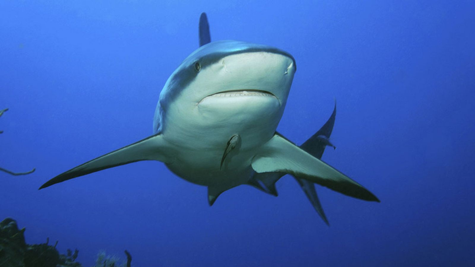 Grandes documentales - Velocidad Asesina: El océano - ver ahora