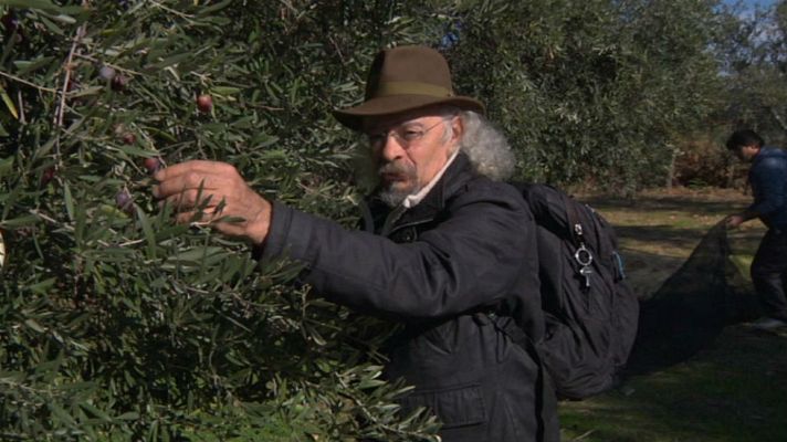 Aquí la Tierra - Olivo, salud del invierno