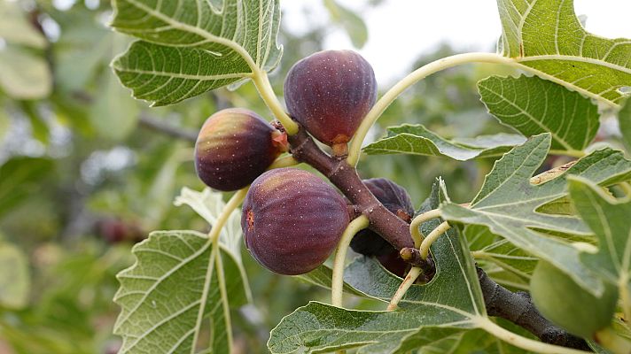 Otros documentales - Comida al descubierto: Higos, azúcares añadidos y avestruces