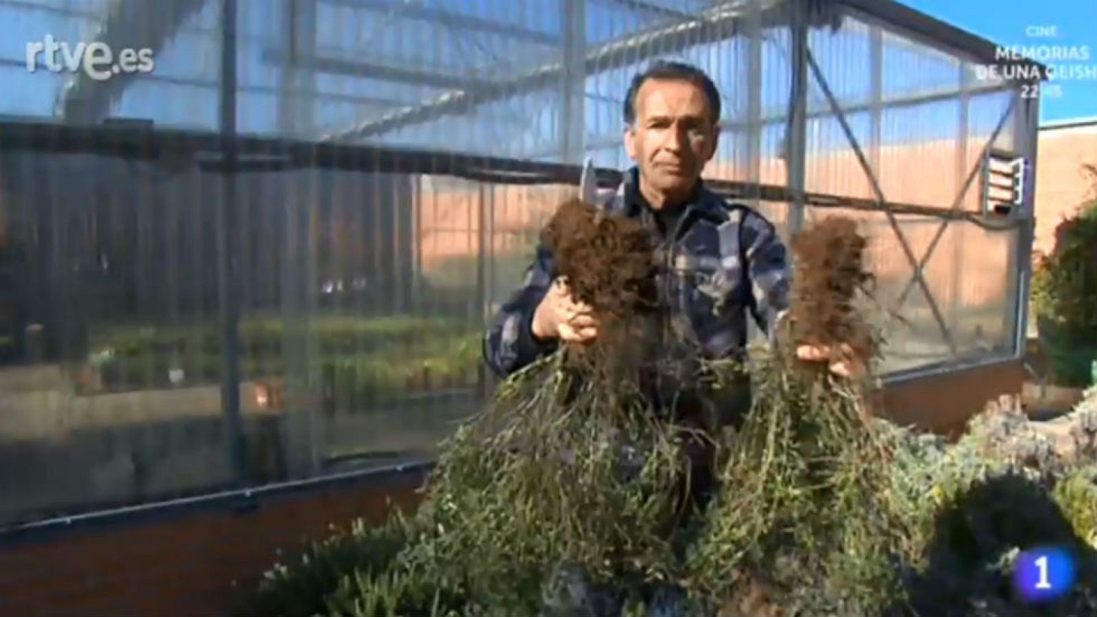 Plantas que se multiplican