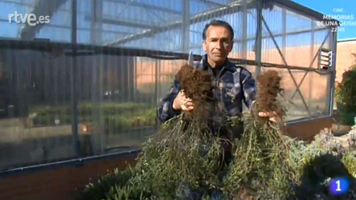 Aquí la Tierra - Plantas que se multiplican