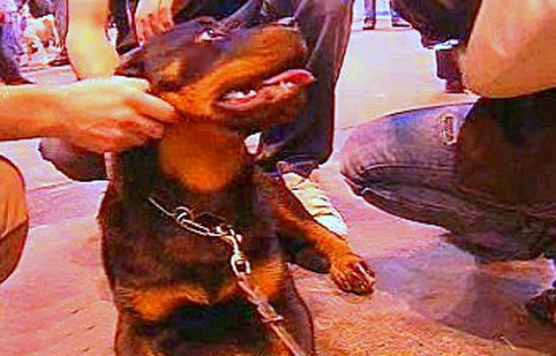 España Directo - Los perros más guapos