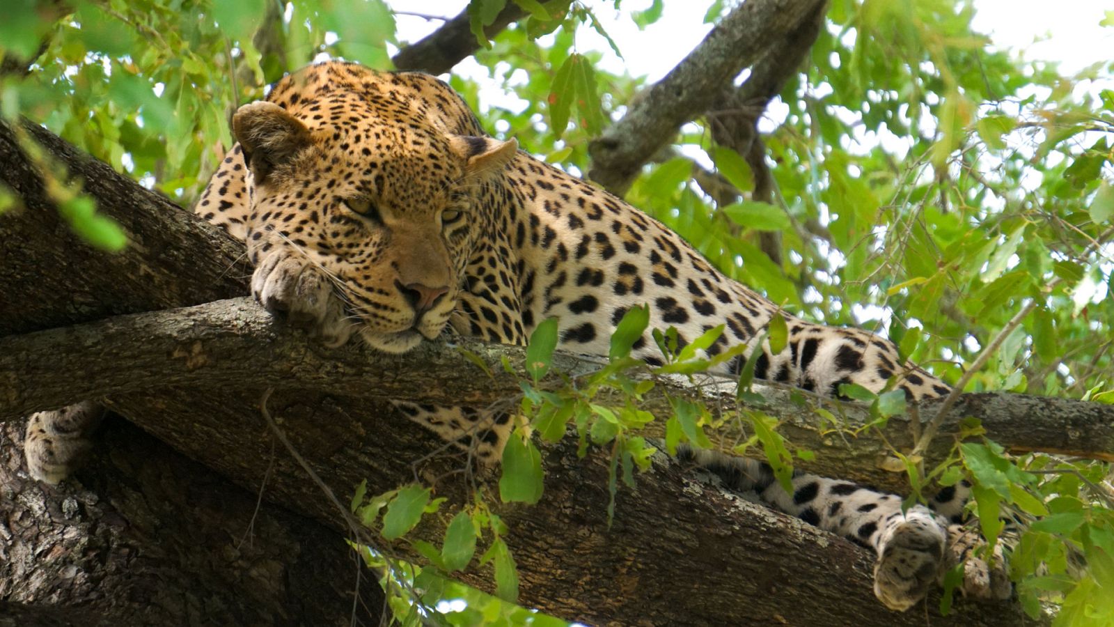 Grandes documentales - El guepardo, el precio de la velocidad - ver ahora