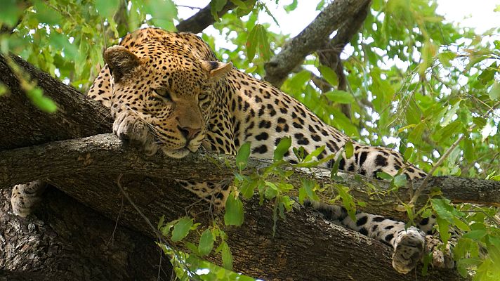 Grandes documentales - El guepardo, el precio de la velocidad