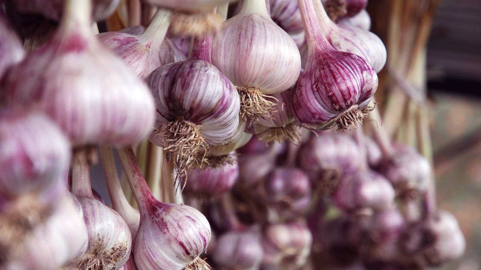 Otros documentales - Comida al descubierto: Dientes de niño, vino y ajo - ver ahora
