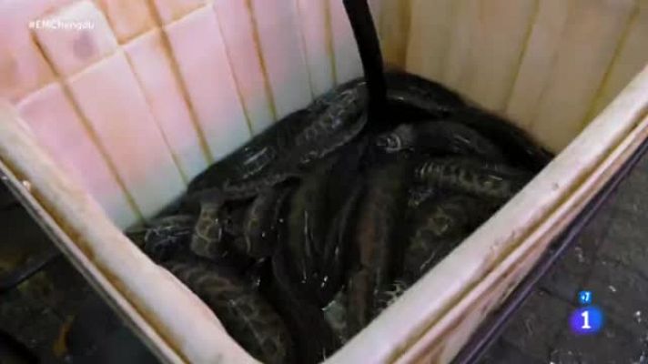 Españoles en el mundo - Españoles en el mundo - Fish Market