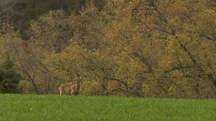 Jara y sedal - El corzo de Valdesotos