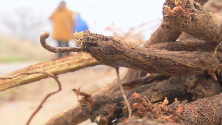 Aquí la Tierra - ¿Qué es la regalicia?