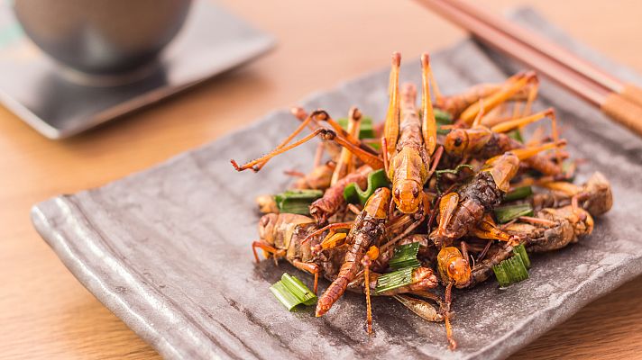 Otros documentales - Comida al descubierto: Insectos, leche y aceite de trufa