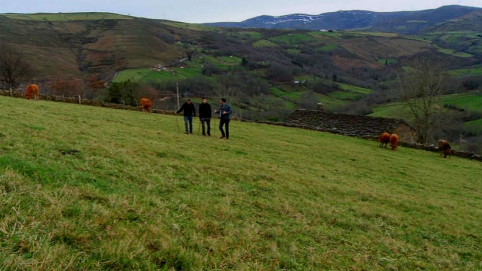 Un queso pasiego tradicional y ecológico